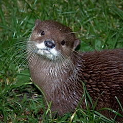 otter.jpg